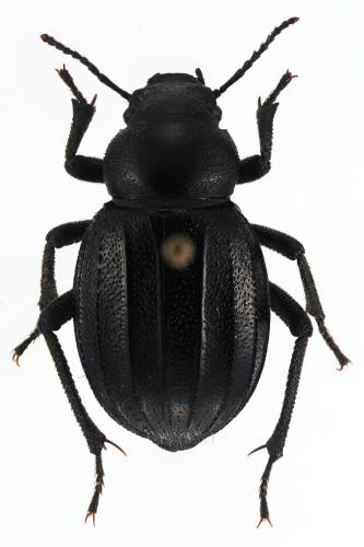 Réf. 216 542 : Pimelia interstitialis